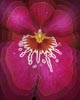 Orchidee - Bild vergrößert anzeigen