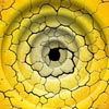Spiralflower transformed - Bild vergrößert anzeigen