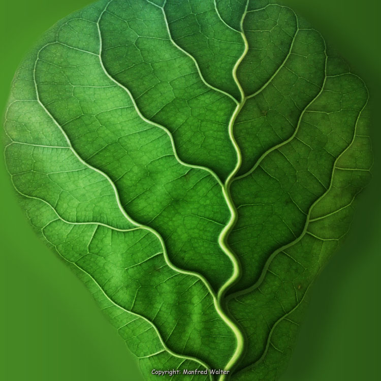 Manfred Walter - Structured Leaf